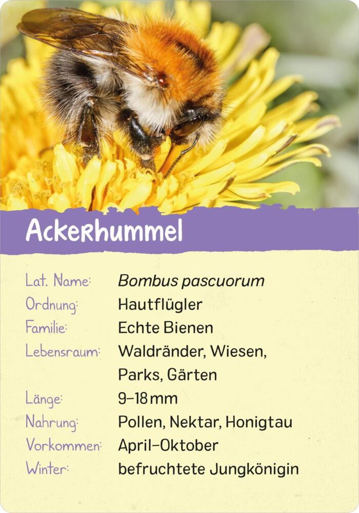2. Bild von Naturforscher-Kids - Insekten
