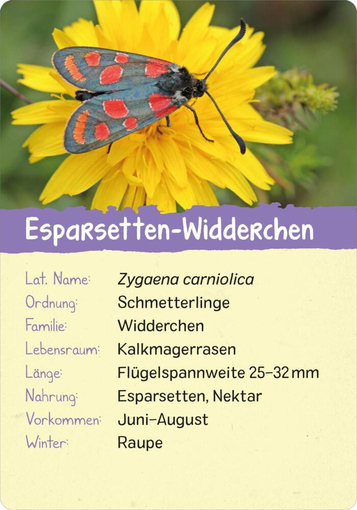 3. Bild von Naturforscher-Kids - Insekten
