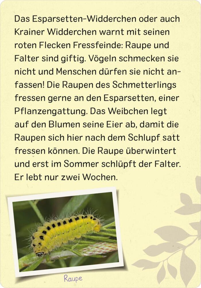 4. Bild von Naturforscher-Kids - Insekten