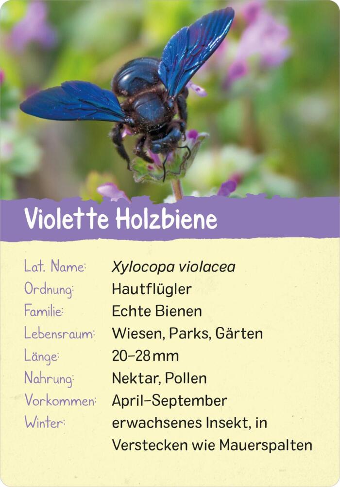 5. Bild von Naturforscher-Kids - Insekten