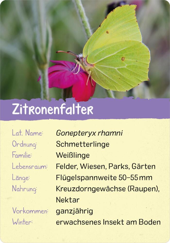 6. Bild von Naturforscher-Kids - Insekten