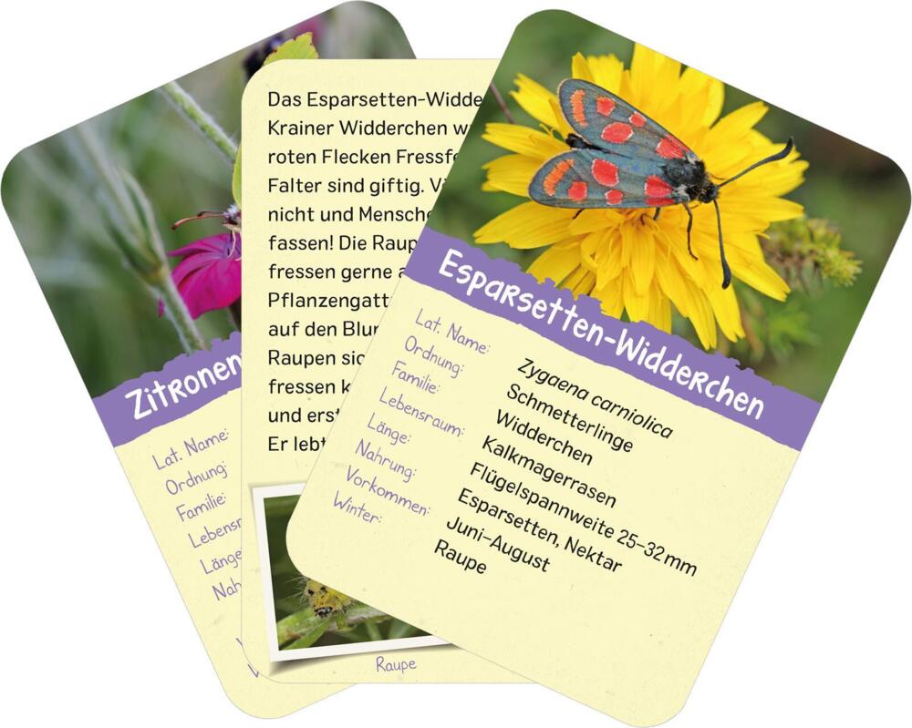 7. Bild von Naturforscher-Kids - Insekten